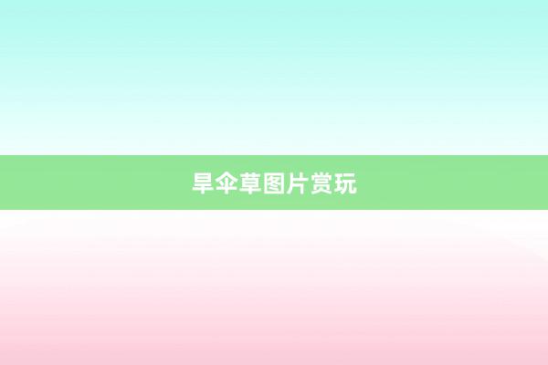 旱伞草图片赏玩